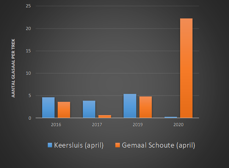 Gemiddeld aantal glasalen per trek aan de buitenzijde van de Keersluis en Gemaal Schoute in de kruisnetmonitoring door vrijwilligers in april, de belangrijkste intrekmaand voor glasaal in Scheveningen (in 2018 is bij gemaal Schoute niet bemonsterd) (Data: RAVON, Samen voor de Aal).