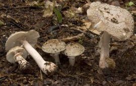 Parelamaniet
Amanita rubescens
Nico Dam