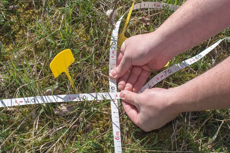 Bij demografisch onderzoek worden planten nauwkeurig ingemeten vanuit vaste markeringen. Hierdoor kunnen individuele planten jaarlijks teruggevonden worden