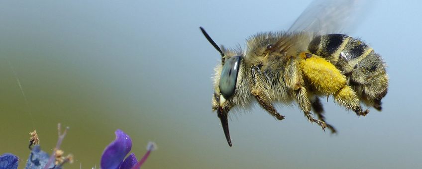 Kleine sachembij cropped