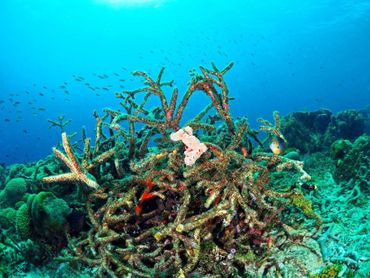 Dead coral colony overgrown by algal turfs on a Caribbean coral reef