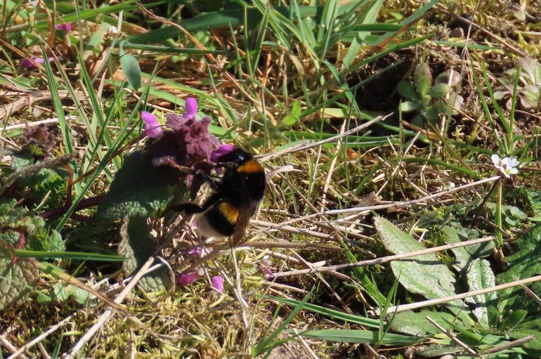 Bloeiende paarse dovenetel kan nu op de aandacht van hommelkoninginnen rekenen