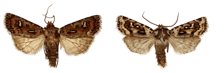 Links: A. bintangus; rechts: A. habbemae