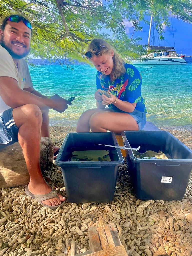 STINAPA ranger assisting with measuring the queen conches