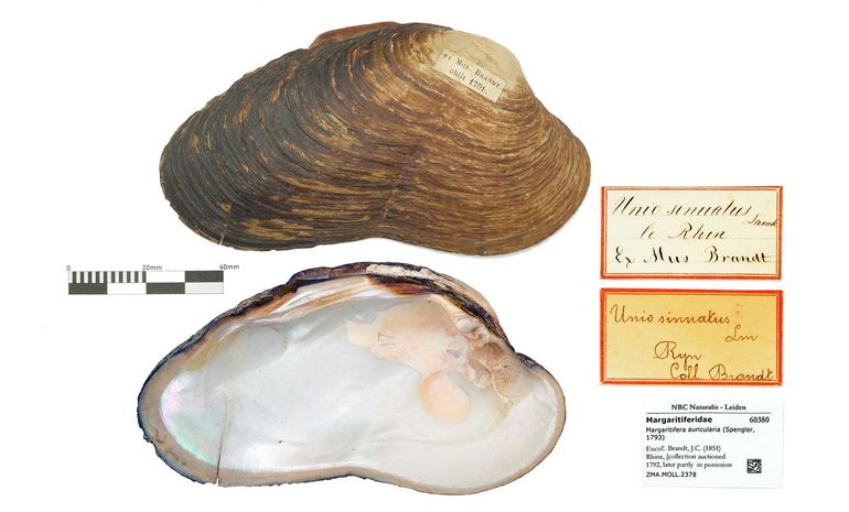 Rivierparelmossel &ndash; indertijd nog Unio sinuatus genoemd &ndash; uit de verzameling van de apotheker Joan Coenraad Brandt (1703-1791). Bewaard gebleven in de collectie van het vroegere Zo&ouml;logisch Museum Amsterdam &ndash; nu in Naturalis. Hoe Brandt er aan kwam, hoe juist de vindplaats is ('Le Rhin') en of in zijn tijd ter plaatse nog dieren leefden, zal wel altijd een vraag blijven. De lengte is 110 millimeter, de breedte 62 millimeter. De glanzende parelmoerlaag vormde soms parels