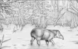 Erik-Jan Bosch In het Mioceen was Nederland ook af en toe land. Tapirs struinden door de moerasbossen.