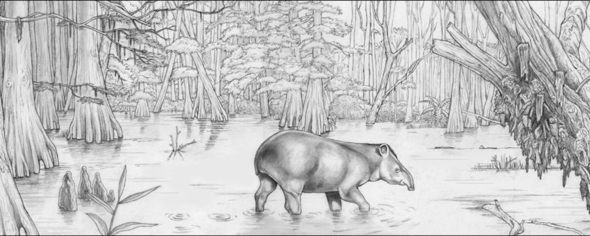 In het Mioceen was Nederland ook af en toe land. Tapirs struinden door de moerasbossen.