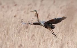 Provincie Utrecht Purperreiger