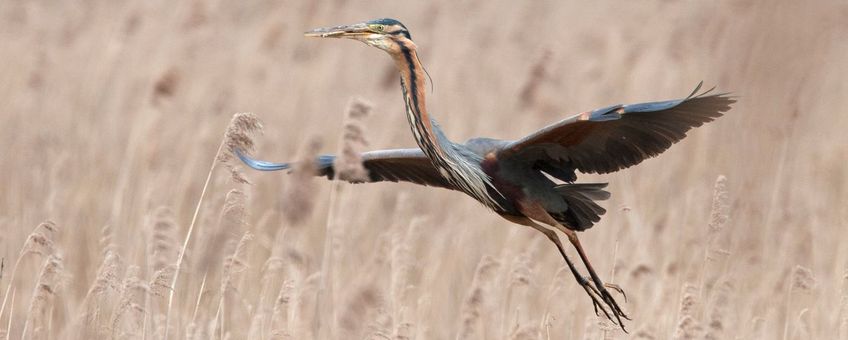 Purperreiger