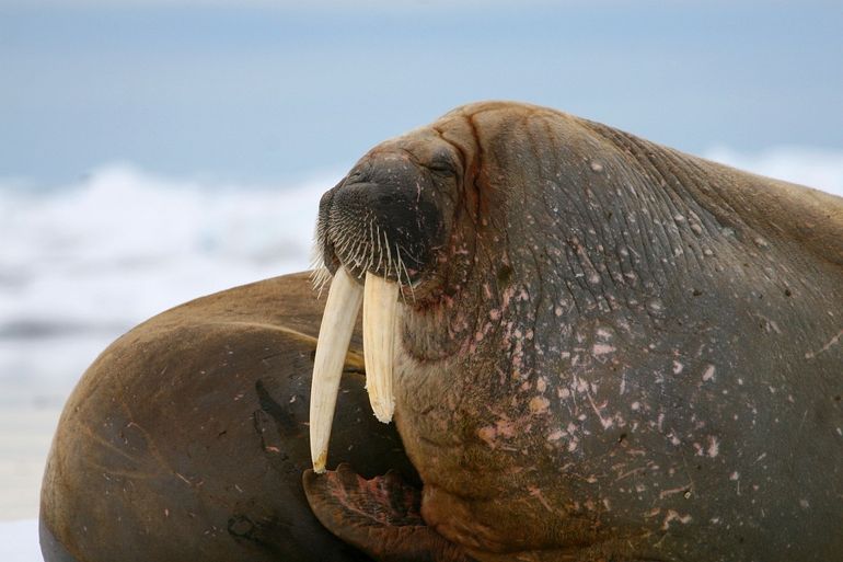 Walrus