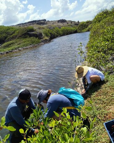 Mangroves bijplanten