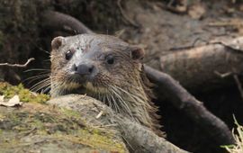 Bart Beekers, ARK Otter close-up van kop VOOR EENMALIG GEBRUIK