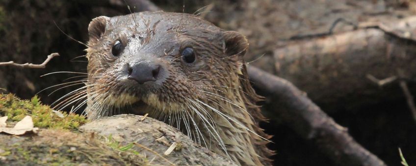 Otter close-up van kop VOOR EENMALIG GEBRUIK