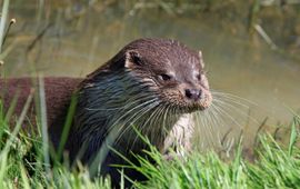 Pixabay - https://pixabay.com/nl/photos/otter-dier-detailopname-portret-275962/ Otter