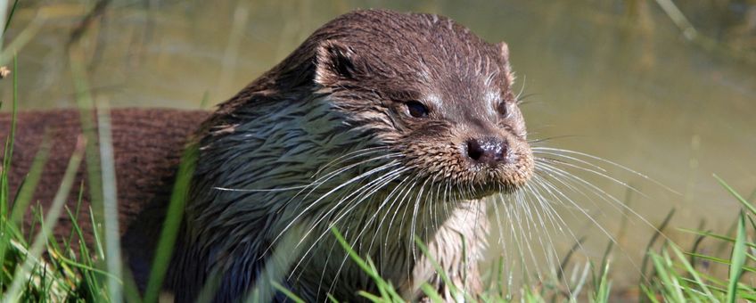 Otter