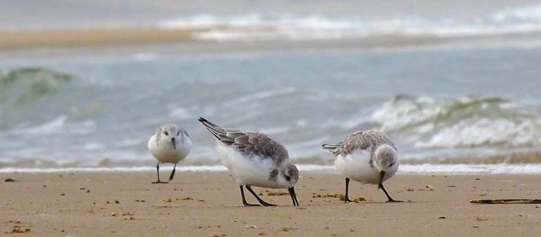 Drieteenstrandlopers leven van allerlei kleine diertjes in het aanspoelsel. Op Groene stranden blijft dat aanspoelsel liggen en daar profiteren allerlei zeevogels van