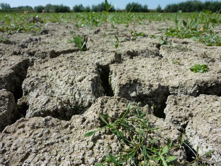 Gescheurde klei met slijkgroen, dat razendsnel groeit op drooggevallen grond