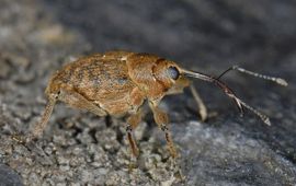 Curculio glandium. Kleine eikelboorder