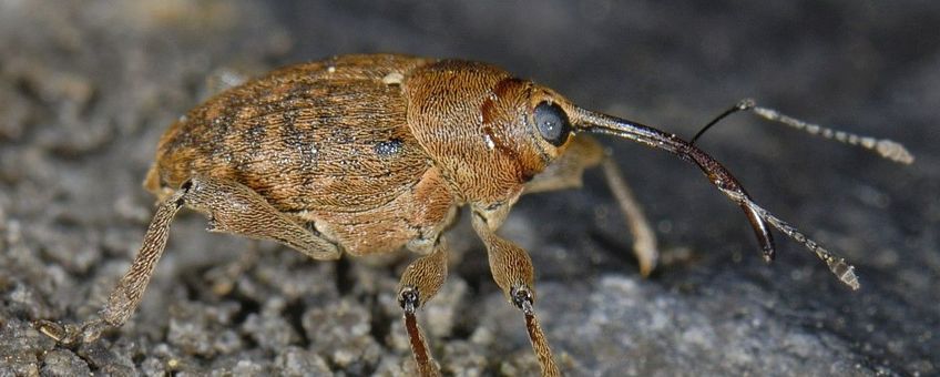 Curculio glandium. Kleine eikelboorder