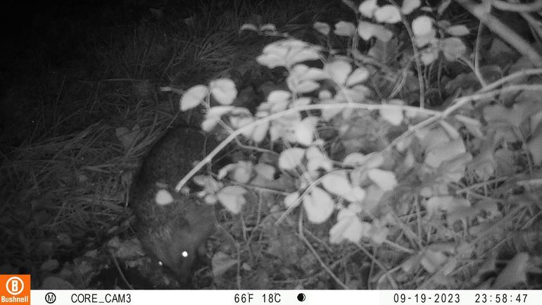 Egel waargenomen op wildcamera in de Oranjebuurt