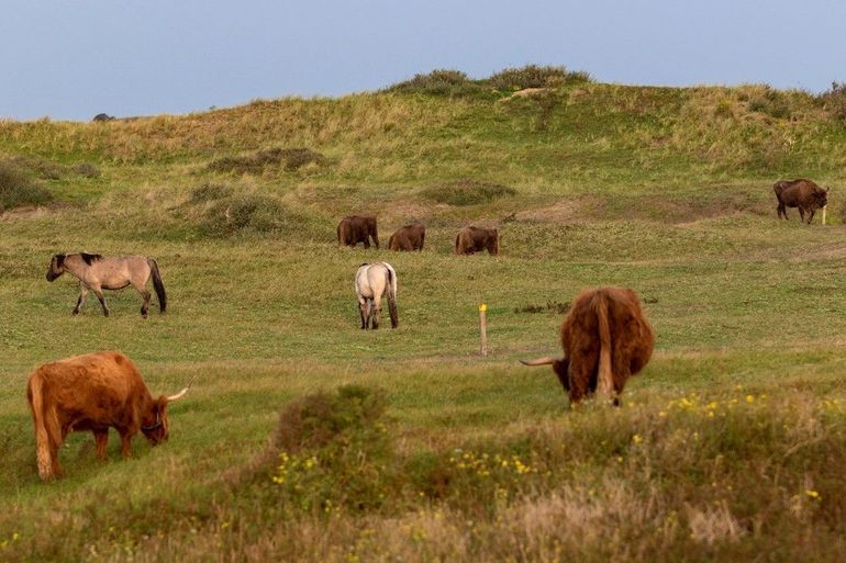 Wisenten, konikpaarden en hooglanders hebben bewezen dat ze prima samenleven op het Wisentenpad