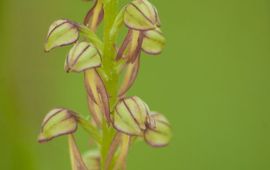 Poppenorchis (Orchis anthropophora).