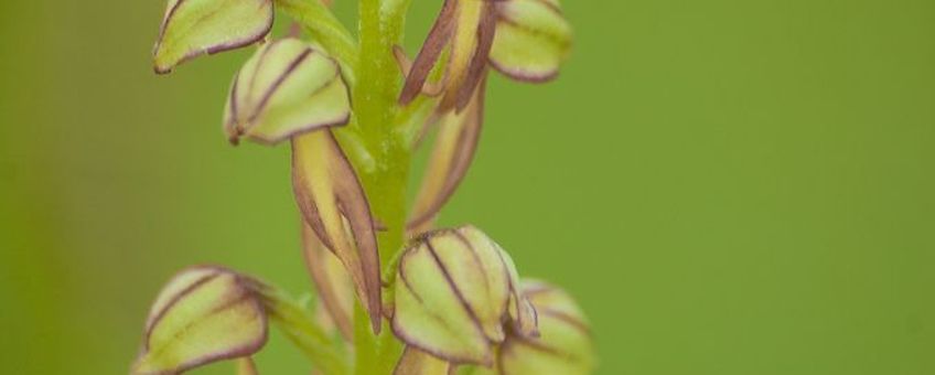 Poppenorchis (Orchis anthropophora).