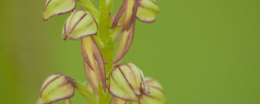 Poppenorchis (Orchis anthropophora).