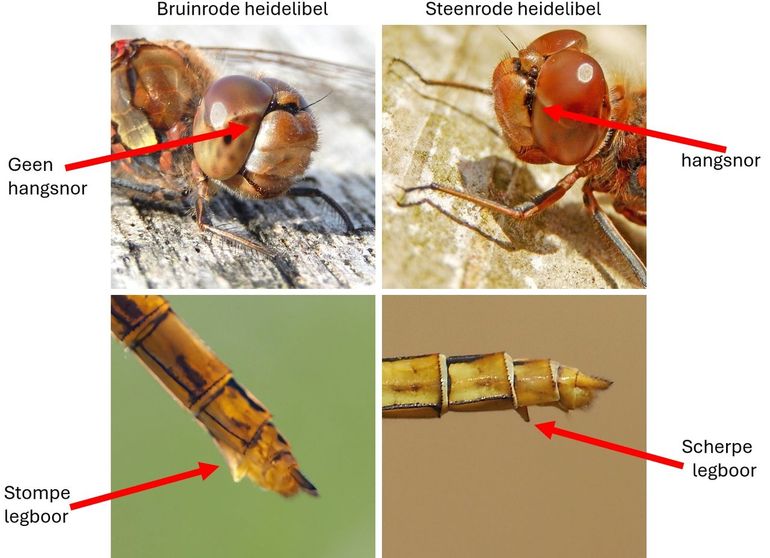 De belangrijke herkenningspunten van bruinrode en steenrode heidelibel