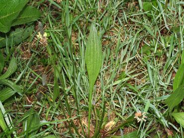 Leaf of the narrow plantain