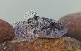 Maaike Pouwels Cottus perifretum