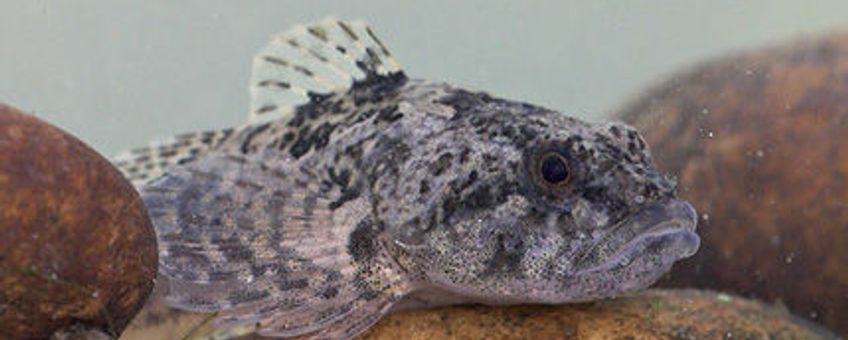 Cottus perifretum