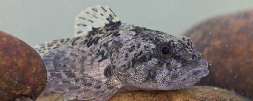 Cottus perifretum