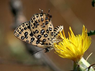 Apharitis cilissa, een van de bedreigde soorten