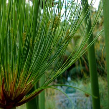 Cyperus papyrus