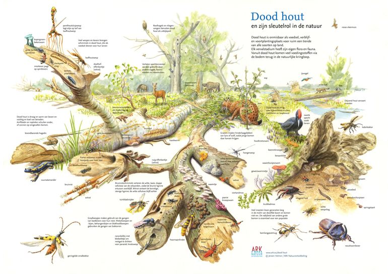 De sleutelrol van dood hout in de natuur