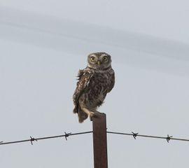 Athene noctua, Steenuil