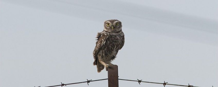 Athene noctua, Steenuil