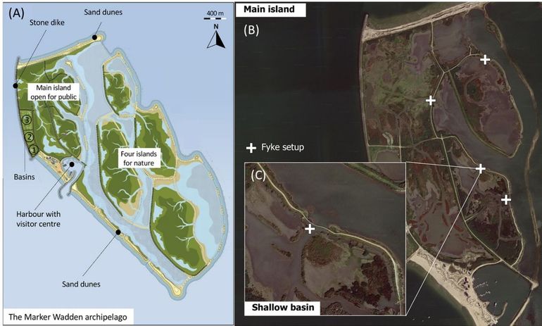 Overzicht van Marker Wadden. Links (A) een kaart van de vijf aangelegde eilanden; het hoofdeiland is toegankelijk voor bezoekers, de overige vier eilanden zijn bestemd voor natuurontwikkeling. Rechts (B) een satellietfoto van het hoofdeiland waarop de structuur van zandige ringdijken met daarbinnen bassins te zien is. De locaties van de fuikenopstellingen zijn aangegeven met witte kruisjes. Bij (C) een detailfoto van een ondiep (slib-)compartiment waarop de verbindingen (geul) met het open water te zien is