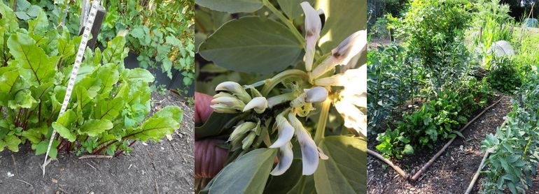 Rode biet, tuinboon en deelnemende moestuin