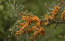 Hippophae rhamnoides. Duindoorn