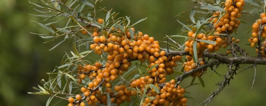 Hippophae rhamnoides. Duindoorn