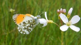 Oranjetipje pinksterbloem - primair