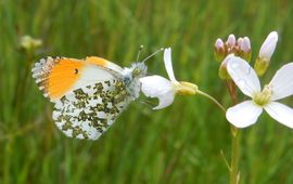 Oranjetipje pinksterbloem - primair