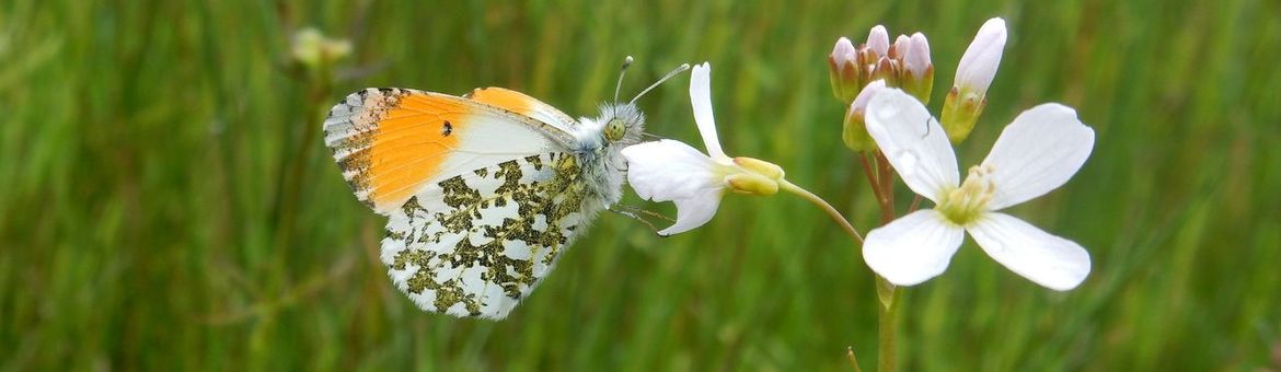 Oranjetipje pinksterbloem - primair