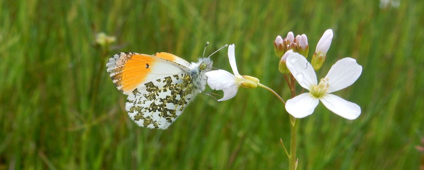 Oranjetipje pinksterbloem - primair