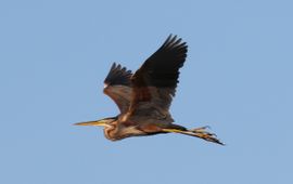 Ardea purpurea. Purperreiger