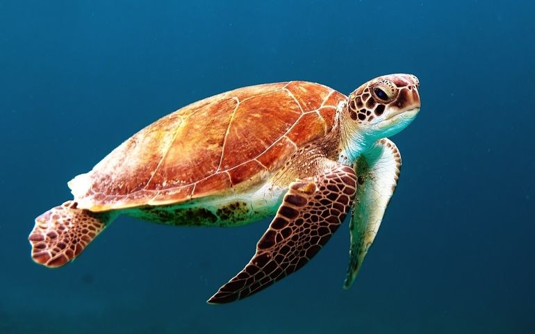 Loggerhead sea turtle