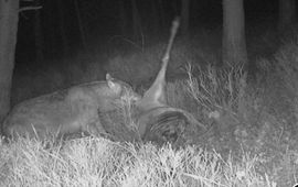 ARK Natuurontwikkeling Wolf eet van prooi. Aaseters profiteren van de wolf als aasleverancier. EENMALIG GEBRUIK