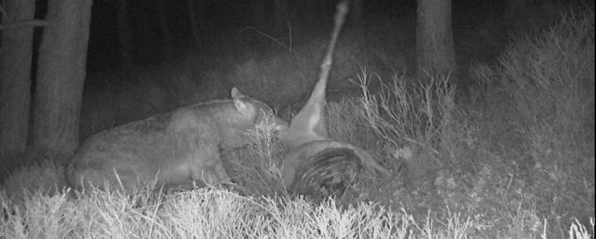 Wolf eet van prooi. Aaseters profiteren van de wolf als aasleverancier. EENMALIG GEBRUIK